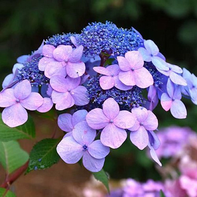 Гортензия ЭНДЛЕСС САММЕР ТВИСТ ЭНД ШАУТ крупнолистная в Семее