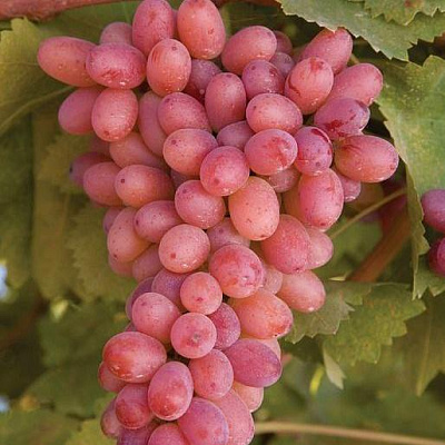 Розовый виноград в Семее