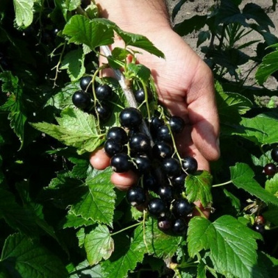 Смородина чёрная СЕЛЕЧЕНСКАЯ в Семее