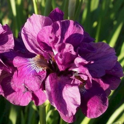 Ирис БАНДЛ ОВ ДЖОЙ сибирский в Семее