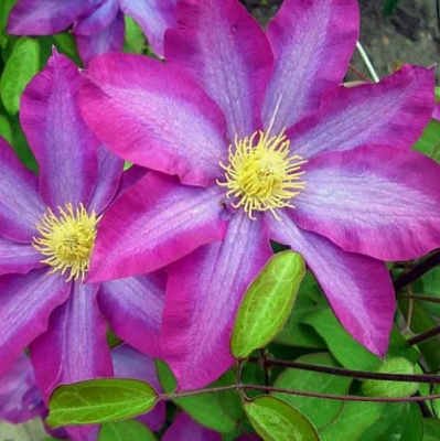 Клематис КАКИО в Семее