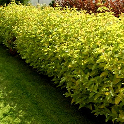 Комплект ДАРТС ГОЛД в Семее