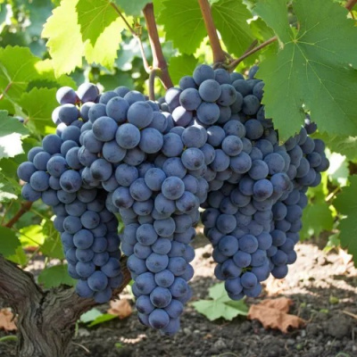 Виноград ЮККА в Семее