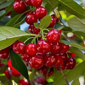 Вишня ГИРЛЯНДА в Семее