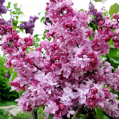 Сирень ОЛИМПИАДА КОЛЕСНИКОВА в Семее