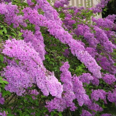 Сирень КИТАЙСКАЯ в Семее