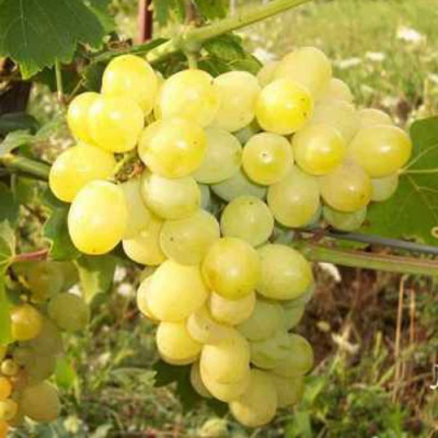 Виноград ЛОРА (ФЛОРА) в Семее